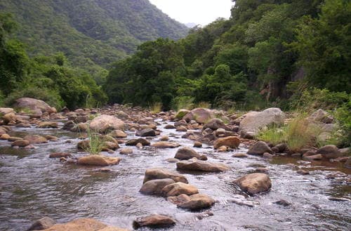 புளியஞ்சோலை வனப்பகுதி ஓடை
